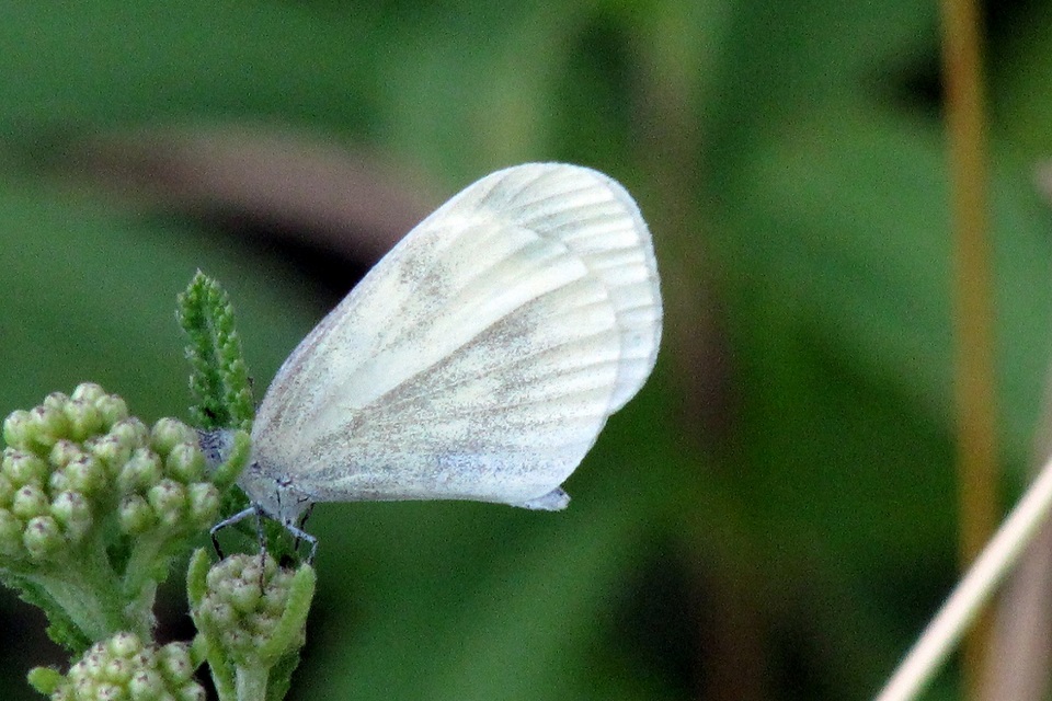 Leptidea sinapis - mustárlepke