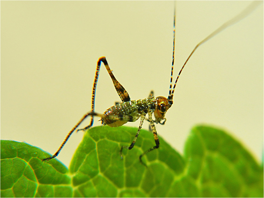 Phaneroptera
