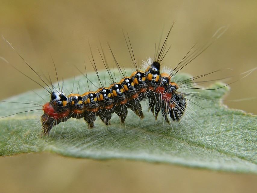 Acronicta tridens - barnás szigonyosbagoly