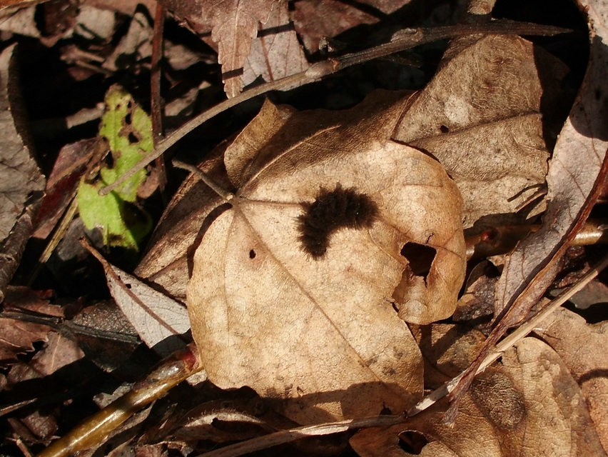 Amata phegea - fehérpettyes álcsüngőlepke