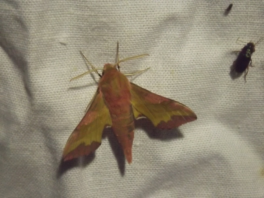 Deilephila porcellus - piros szender
