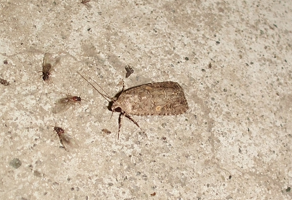 Spodoptera exigua - apró jegyesbagoly