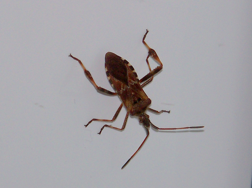 Leptoglossus occidentalis - nyugati levéllábú poloska
