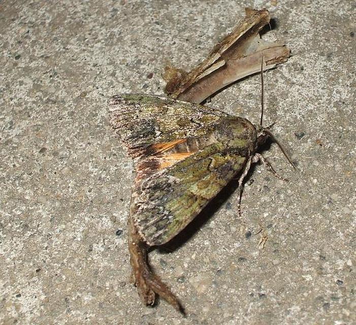 Polyphaenis sericata - selyemfényű erdeibagoly