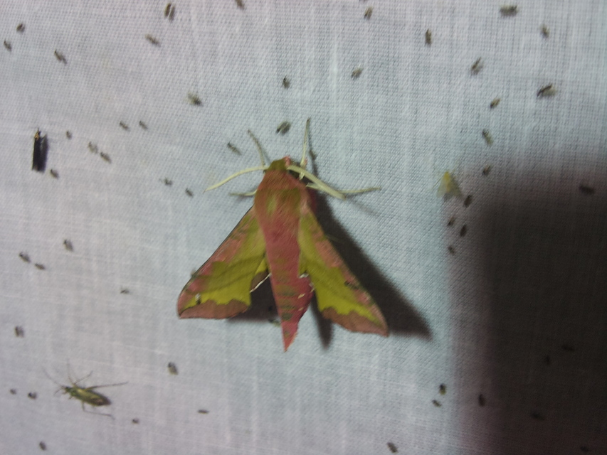 Deilephila porcellus - piros szender