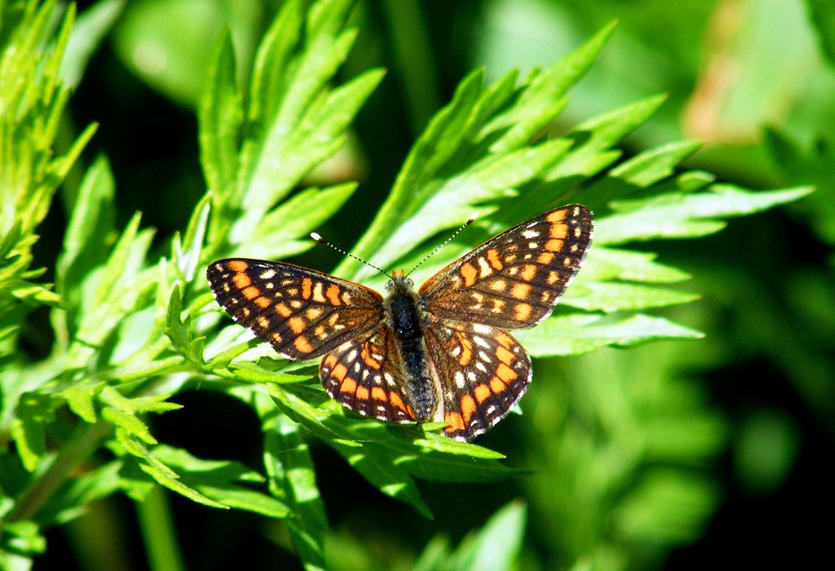 Euphydryas maturna - díszes tarkalepke