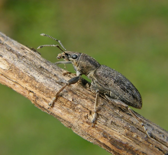 Tanymecus palliatus - közönséges hegyesfarúbarkó