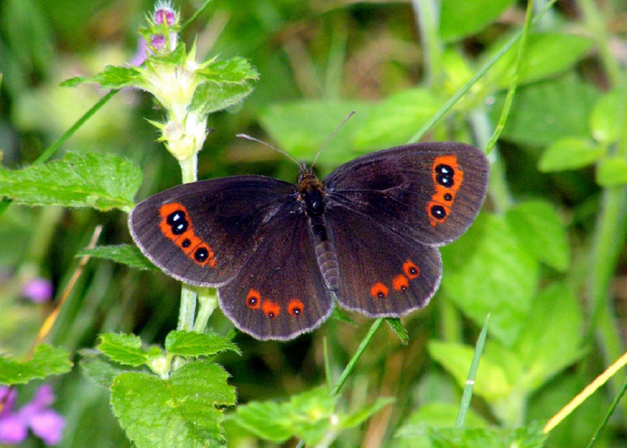 Erebia aethiops - közönséges szerecsenlepke