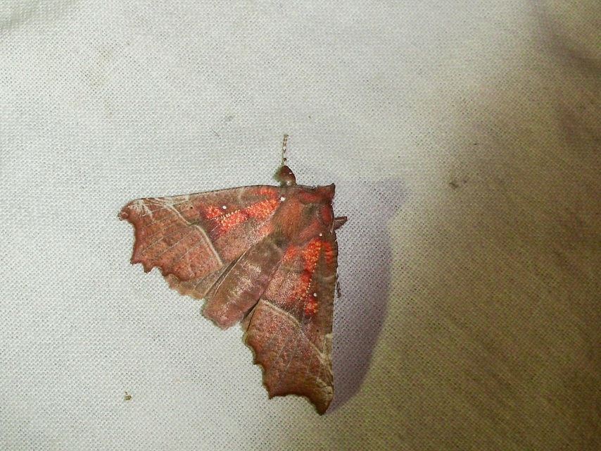 Scoliopteryx libatrix - vörös csipkésbagoly