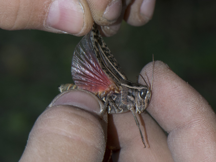 Calliptamus italicus - olaszsáska