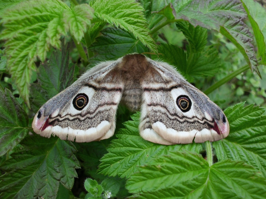 Saturnia pavoniella/pavonia