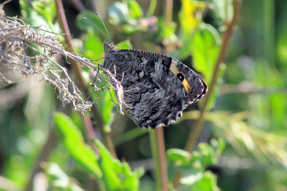 Hipparchia semele - barna szemeslepke
