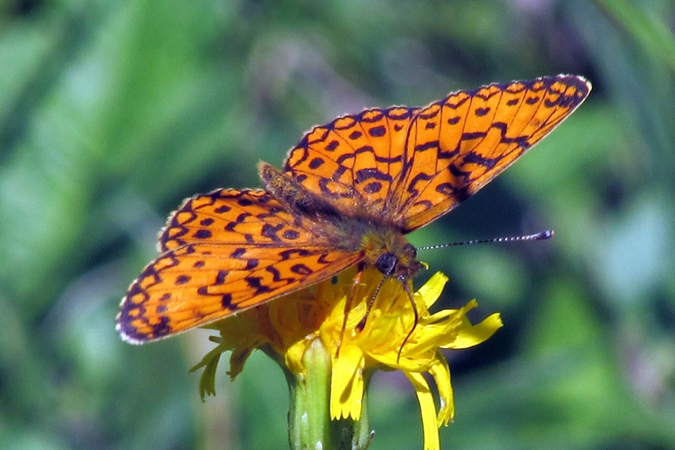 Boloria selene - fakó gyöngyházlepke