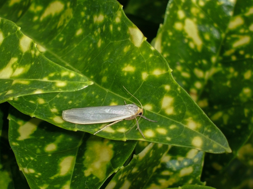 Eilema