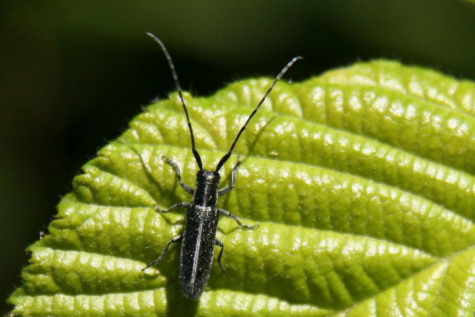 Agapanthia cardui - sávos bogáncscincér