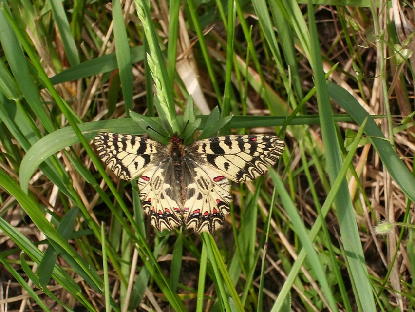 Zerynthia polyxena - farkasalmalepke