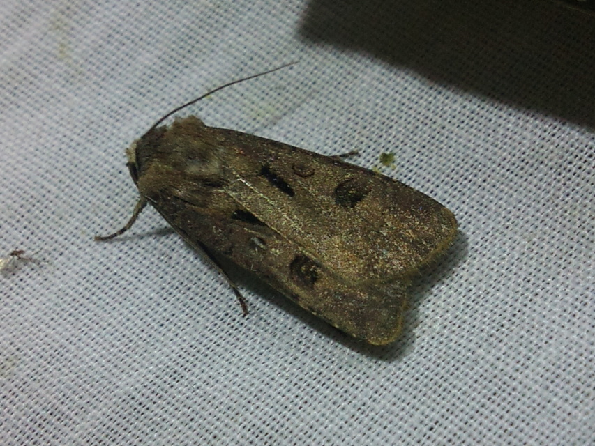 Agrotis exclamationis - felkiáltójeles földibagoly
