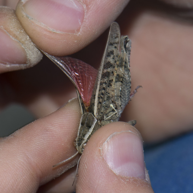 Calliptamus italicus - olaszsáska