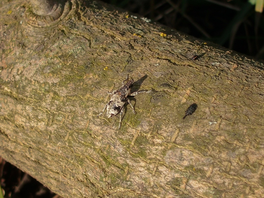 Bothynoderes affinis - sávos barkó
