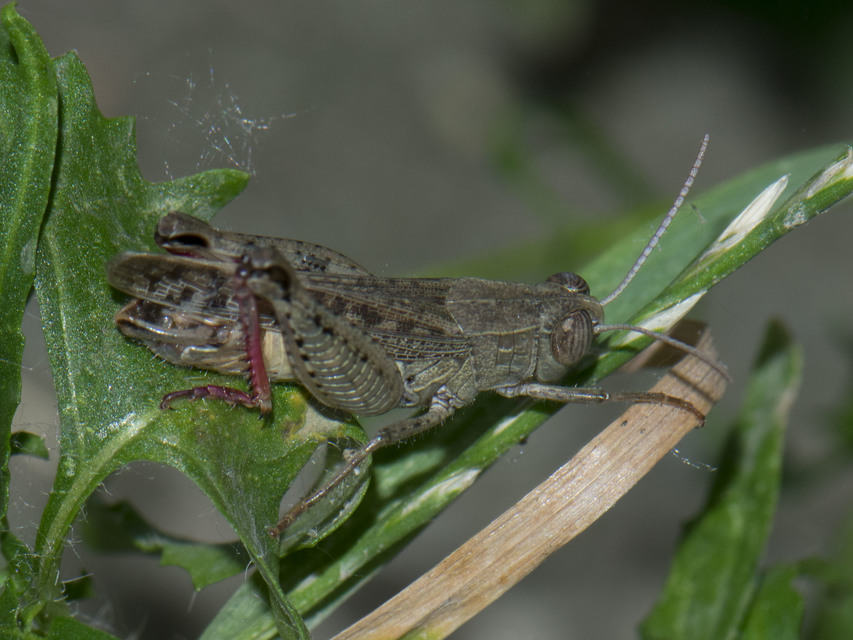 Calliptamus italicus - olaszsáska