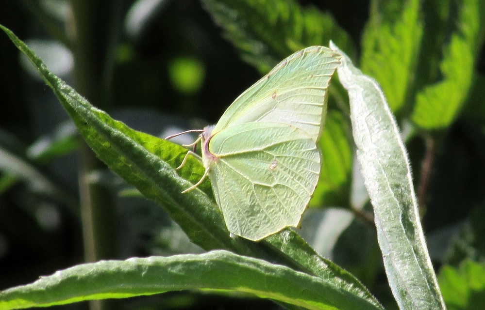 Gonepteryx rhamni - citromlepke