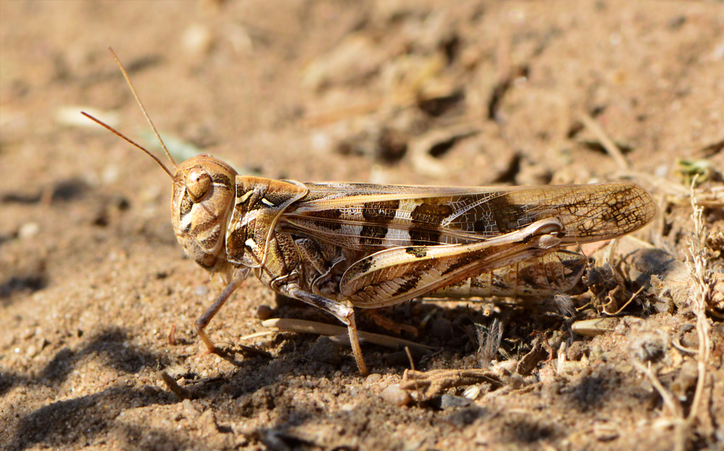 Oedaleus decorus - szalagos sáska