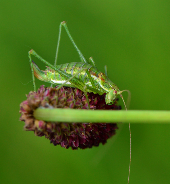 Leptophyes albovittata - közönséges virágszöcske