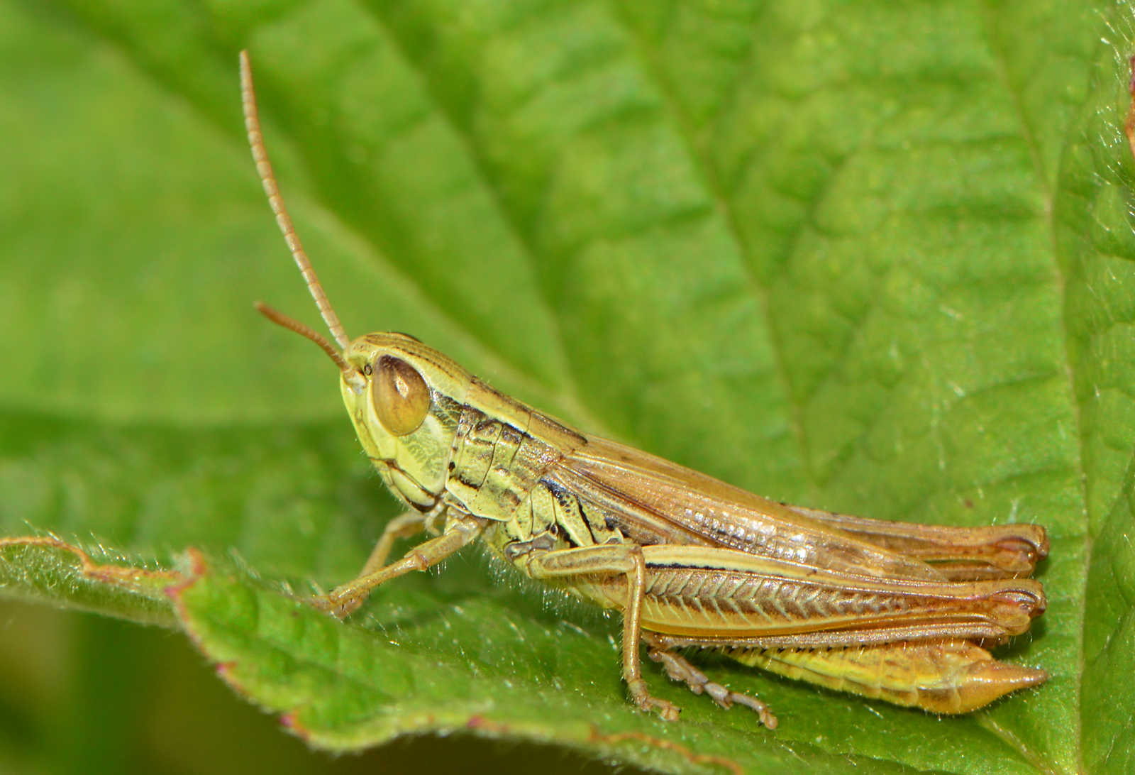 Euchorthippus declivus - rövidszárnyú rétisáska