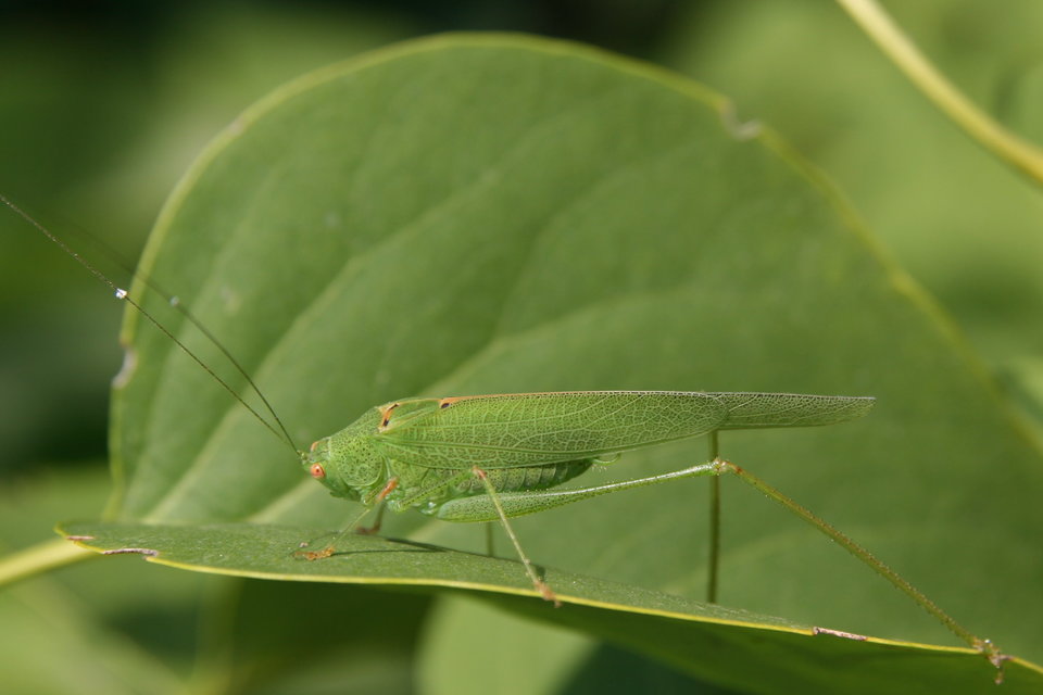 Phaneroptera nana - pontozott repülőszöcske