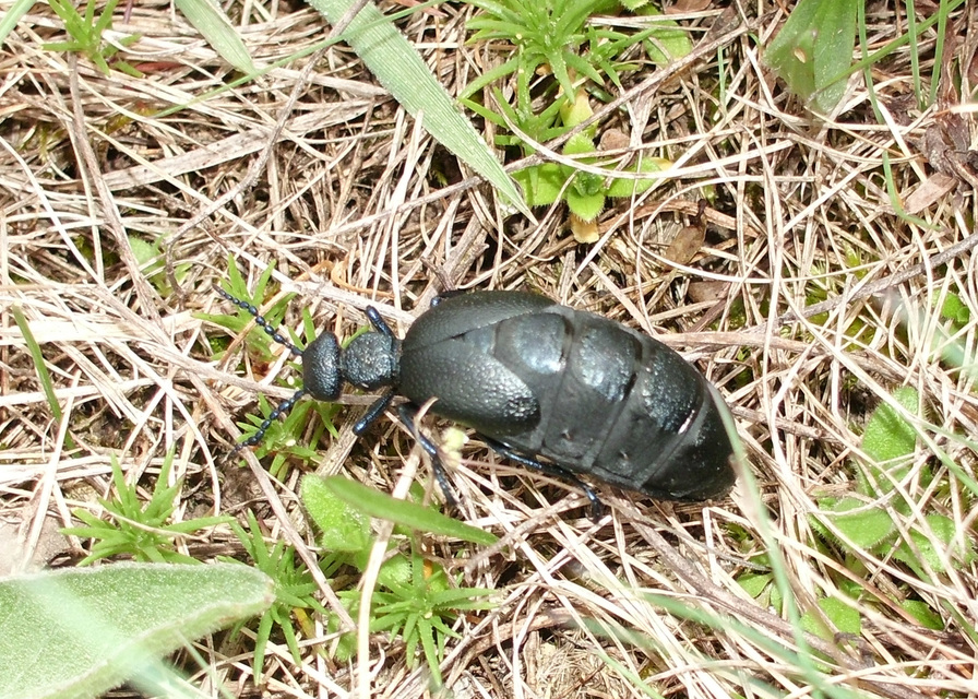 Meloe proscarabaeus - közönséges nünüke