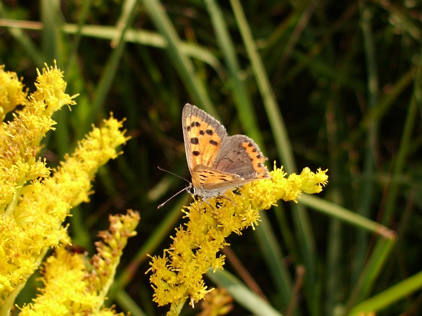Lycaena phlaeas - közönséges tűzlepke
