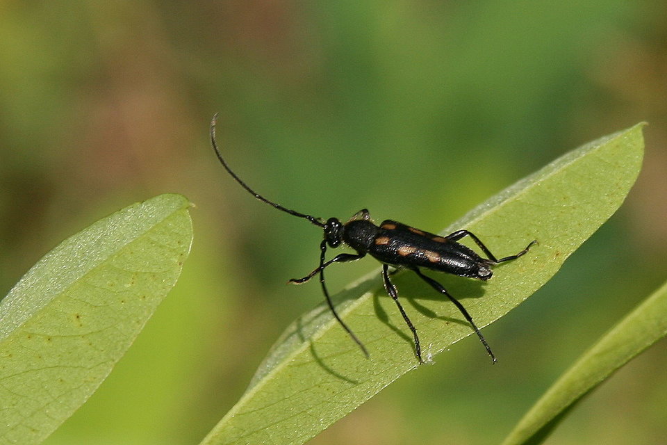 Anoplodera sexguttata - foltos virágcincér