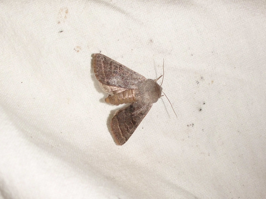 Orthosia opima - hegyesszárnyú barkabagoly