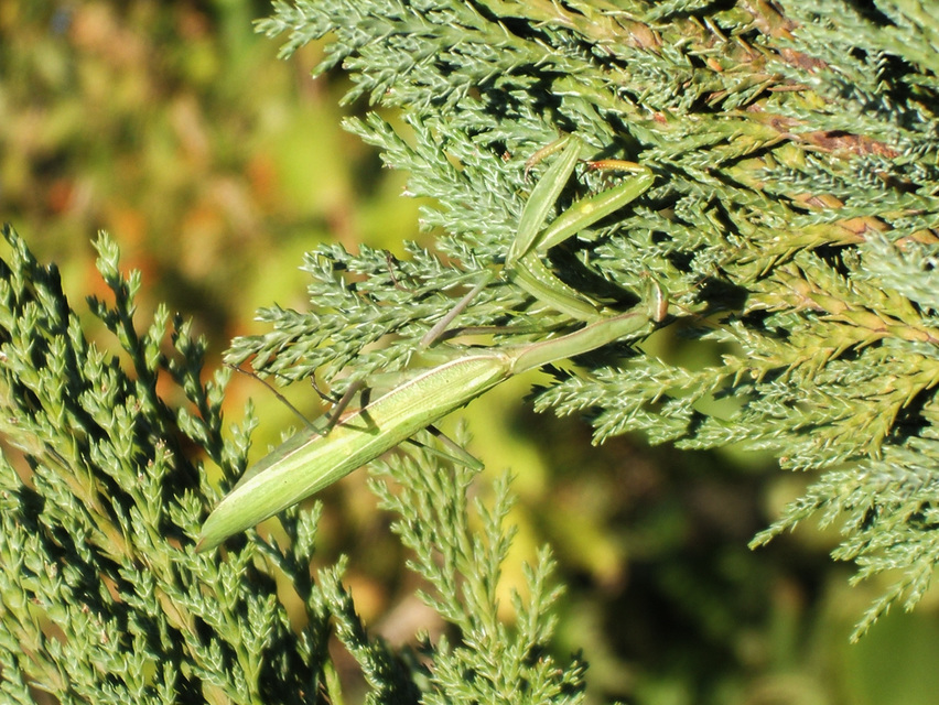 Mantis religiosa - imádkozósáska