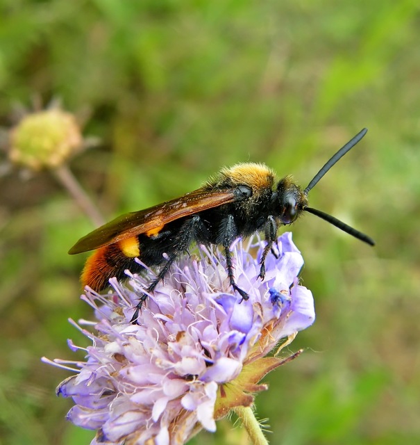 Megascolia maculata - óriás-tőrösdarázs