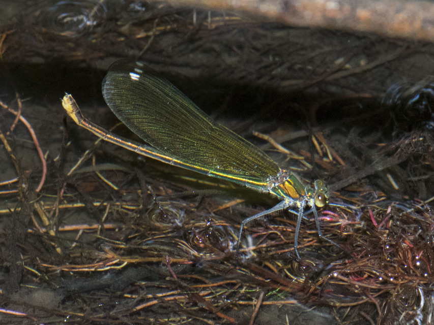Calopteryx splendens - sávos szitakötő