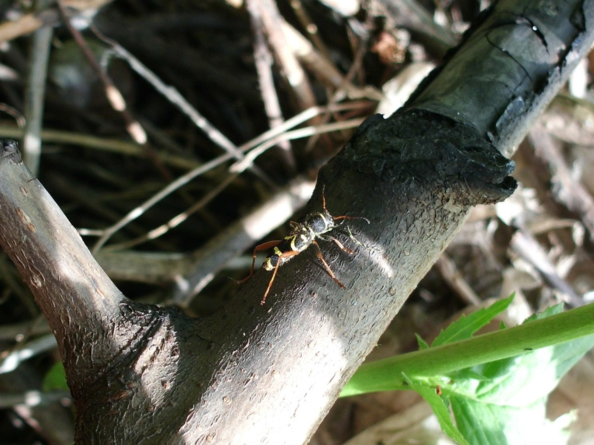 Clytus arietis - közönséges darázscincér