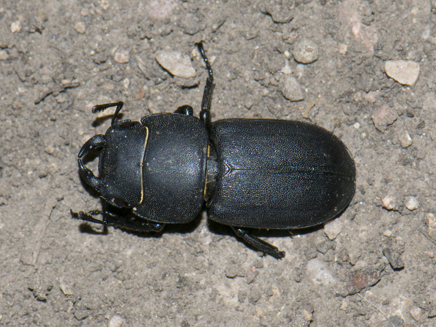 Dorcus parallelipipedus - kis szarvasbogár