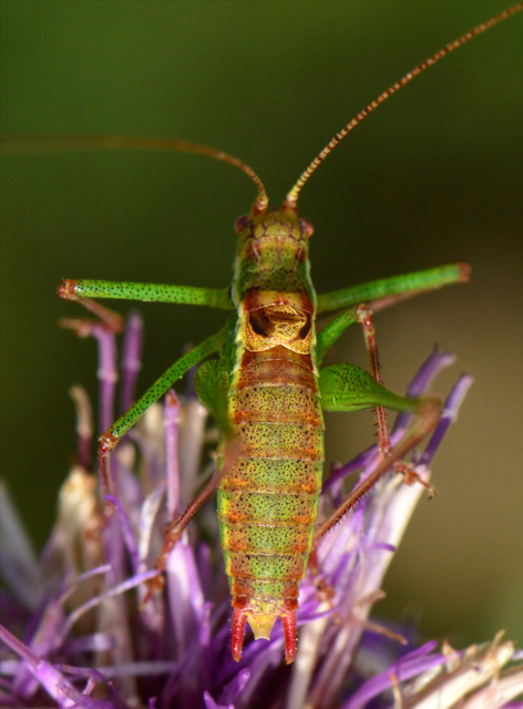 Leptophyes albovittata - közönséges virágszöcske
