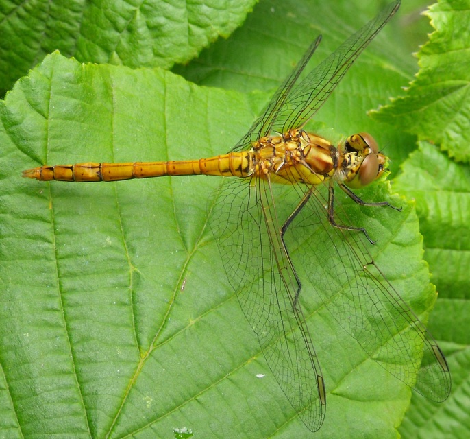 Sympetrum striolatum/vulgatum