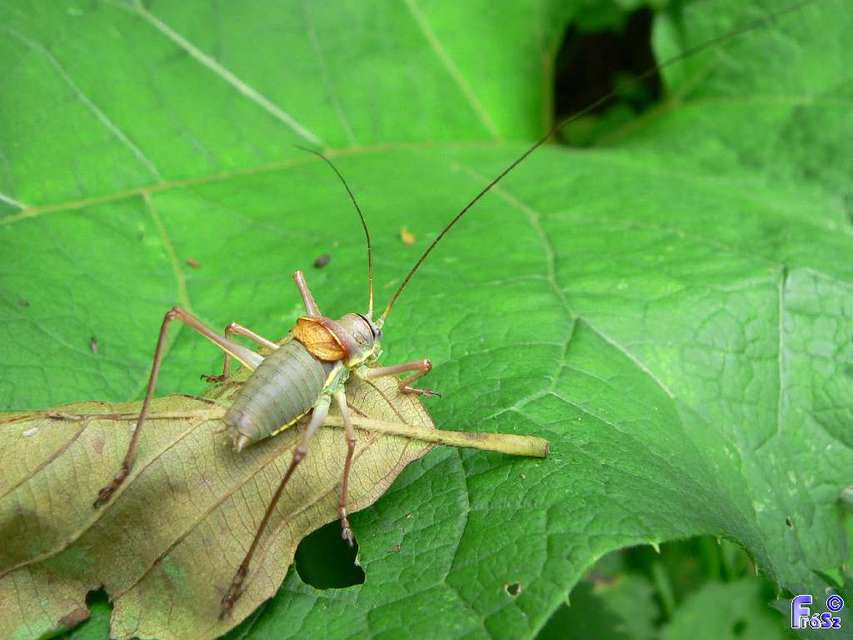 Ephippiger ephippiger - nyergesszöcske