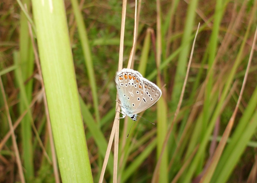Polyommatus icarus - közönséges boglárka
