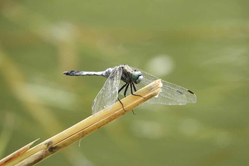 Orthetrum albistylum - fehérfarkú pásztorszitakötő