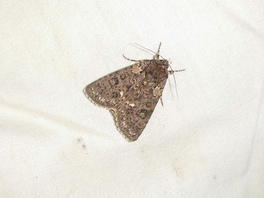 Acronicta rumicis - sóska-szigonyosbagoly Acronicta rumicis - sóska-szigonyosbagoly