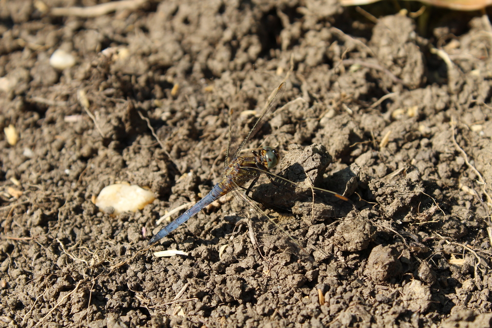 Orthetrum coerulescens - karcsú pásztorszitakötő