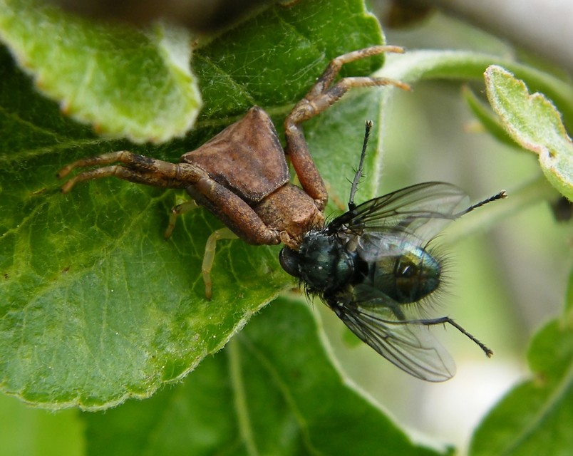 Pistius truncatus - csonka karolópók