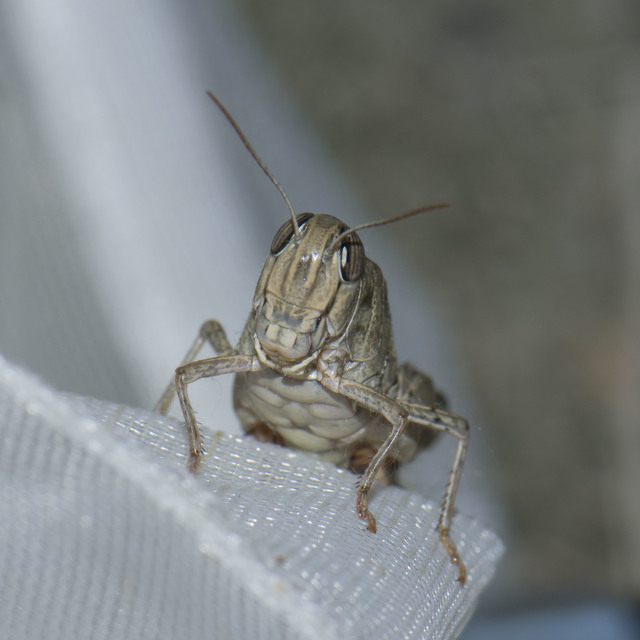 Calliptamus italicus - olaszsáska