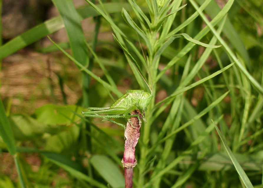 Tettigonia viridissima - zöld lombszöcske