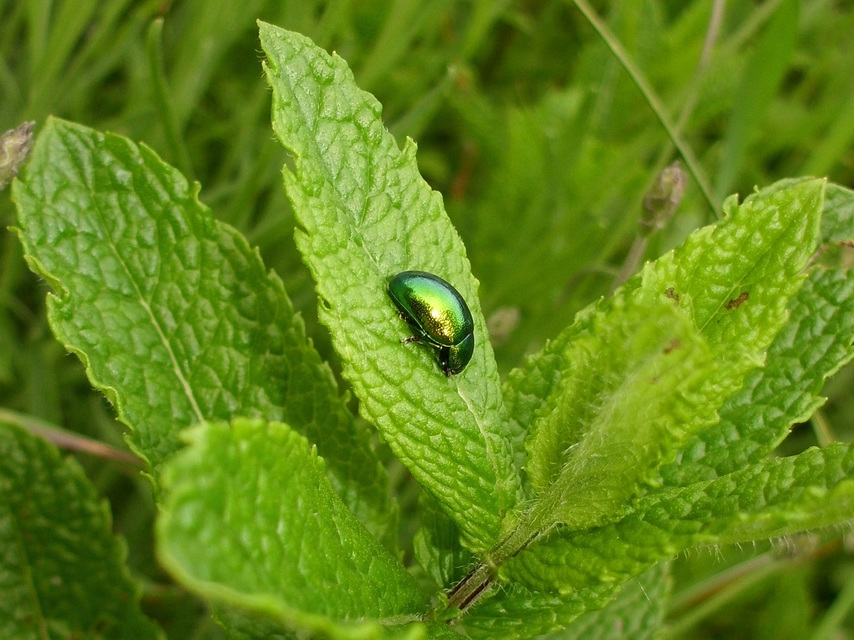Chrysolina herbacea - zöld mentalevelész