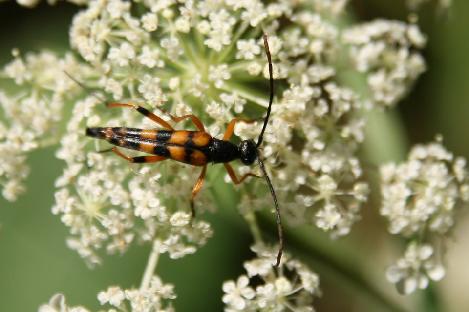 Strangalia attenuata - nyurgacincér